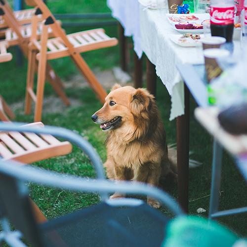 Chien nourriture Chien nourriture