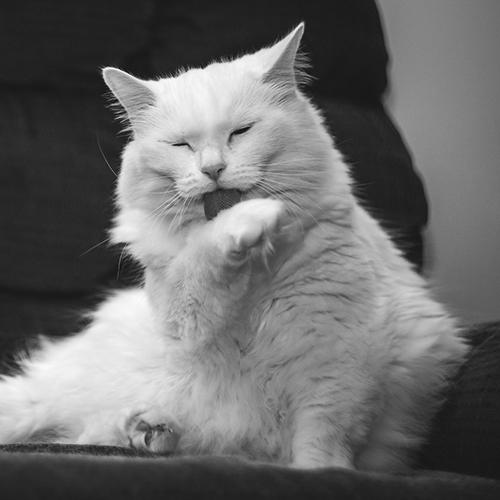 Chat boules de poils Kot