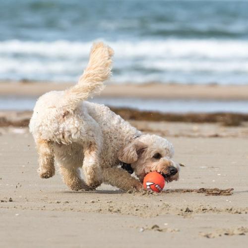 Pies na plaży