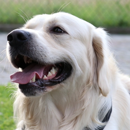 Biały labrador Biały labrador