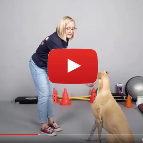 Ćwiczenia z psem