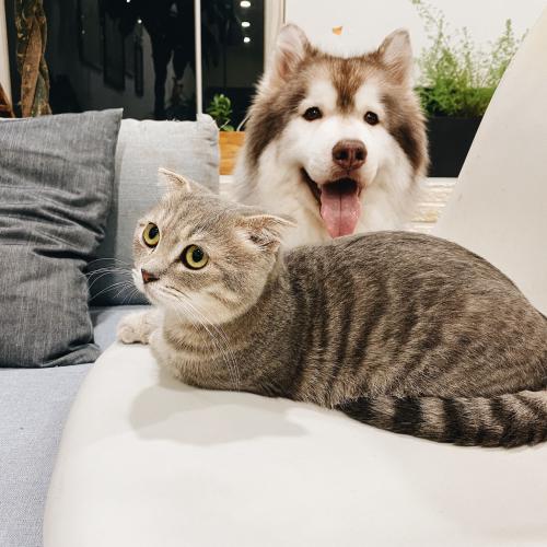 Kot i pies