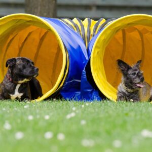 agility