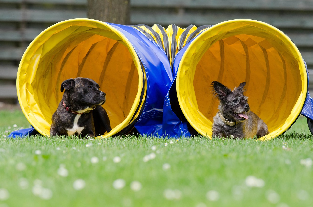 agility