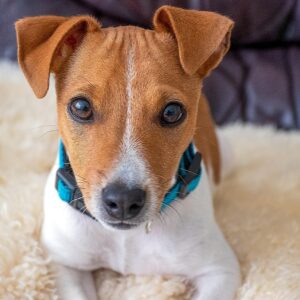 Jack Russel Terrier