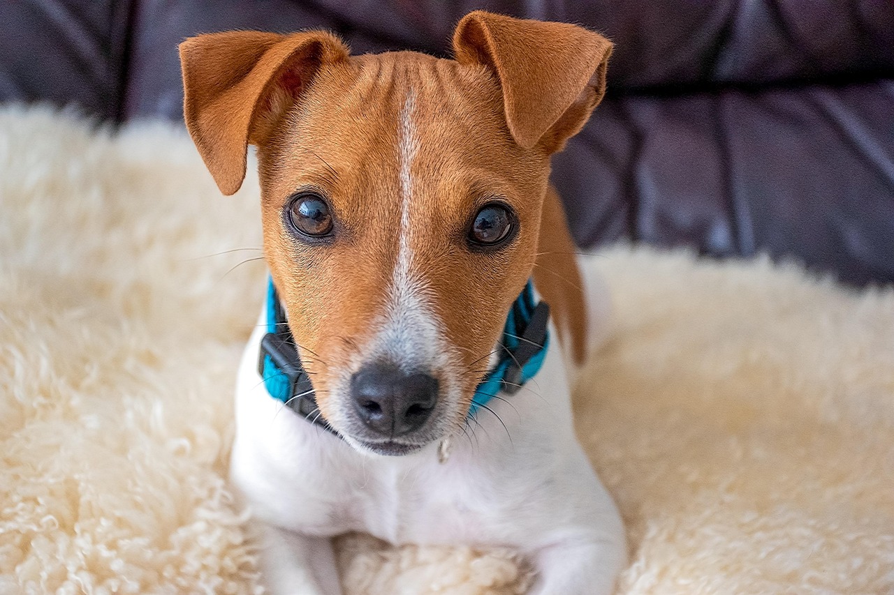 Jack Russel Terrier
