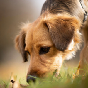 Dlaczego Pies je kupę