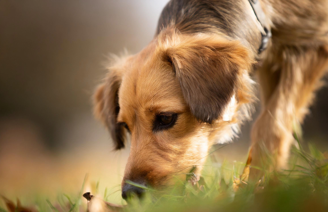 Dlaczego Pies je kupę