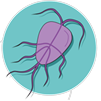 Giardia