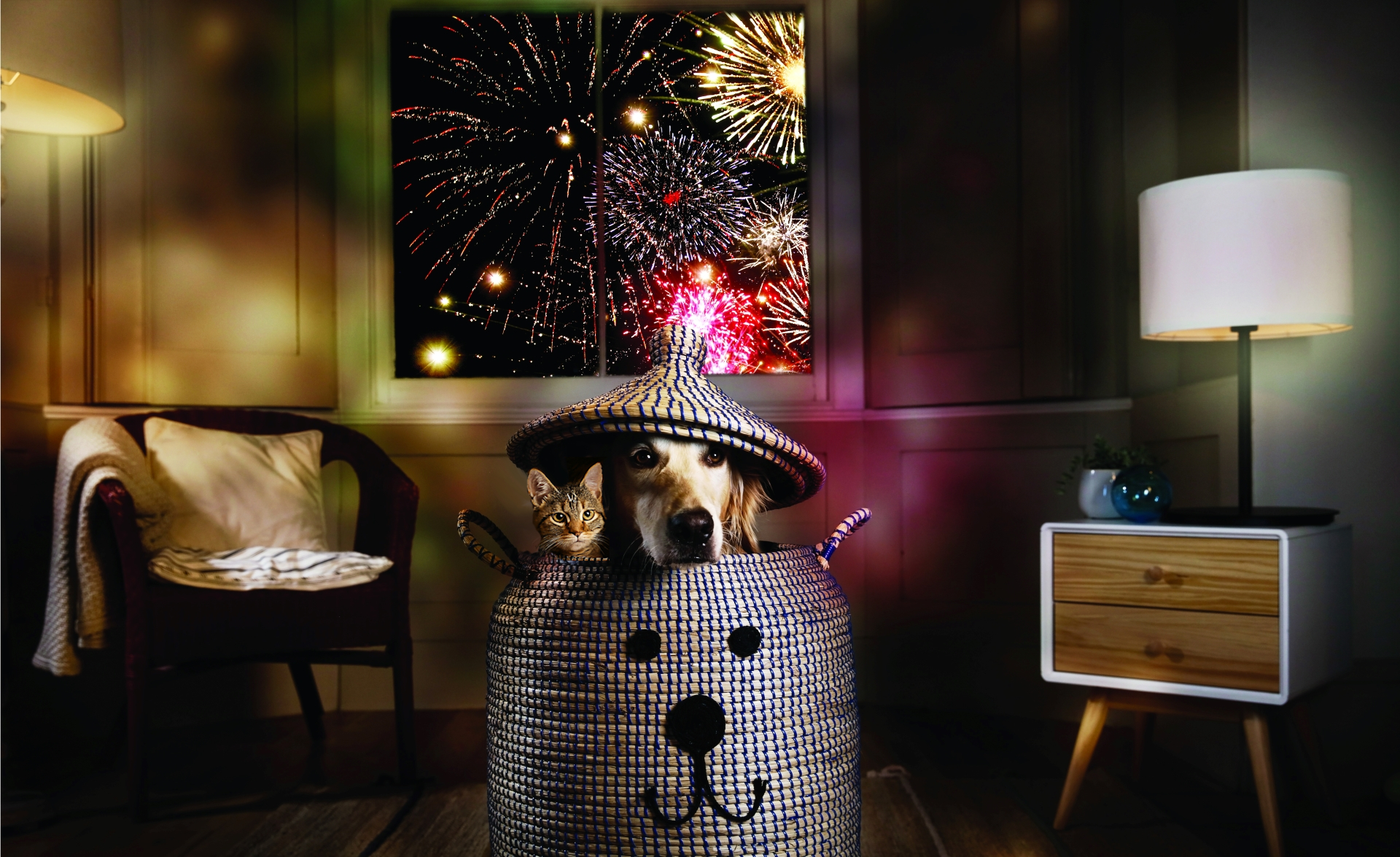 pies, kot fajerwerki