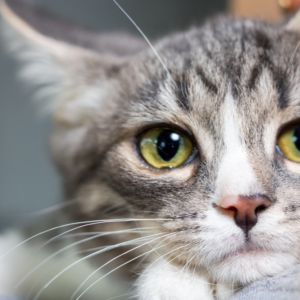 Jak wygląda leczenie robaków u kota? Najczęstsze objawy