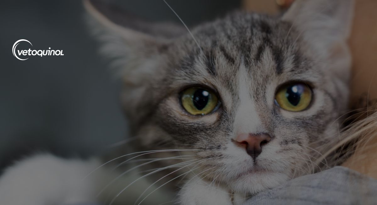 Objawy i leczenie robaków u kota