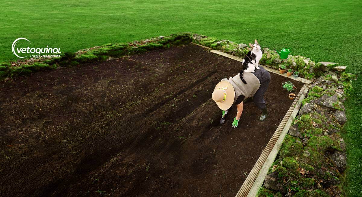 odrobaczanie kociąt - artykuł