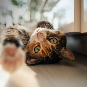 Dlaczego kot mruczy?