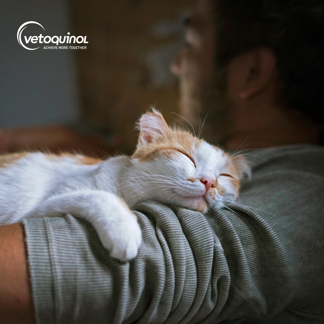 Dlaczego kot mruczy?