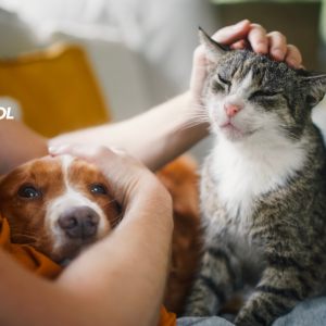 Czy pies lub kot może mnie zarazić robakami?