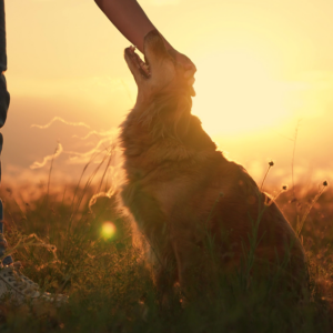 Czym odrobaczać psa