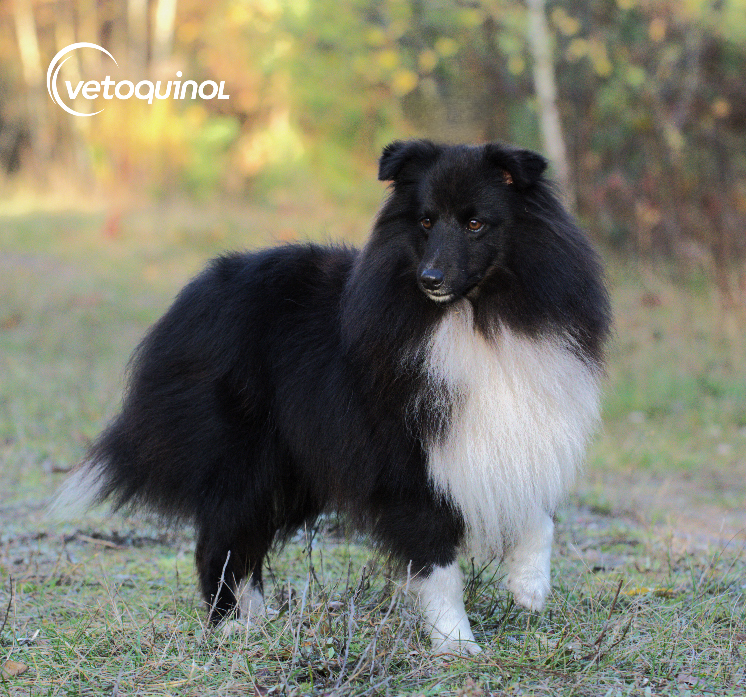 Owczarek szetlandzki sheltie - historia rasy, usposobienie, charakter.