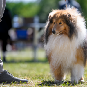 Owczarek Szetlandzki Sheltie - poznaj tę rasę i jej charakter