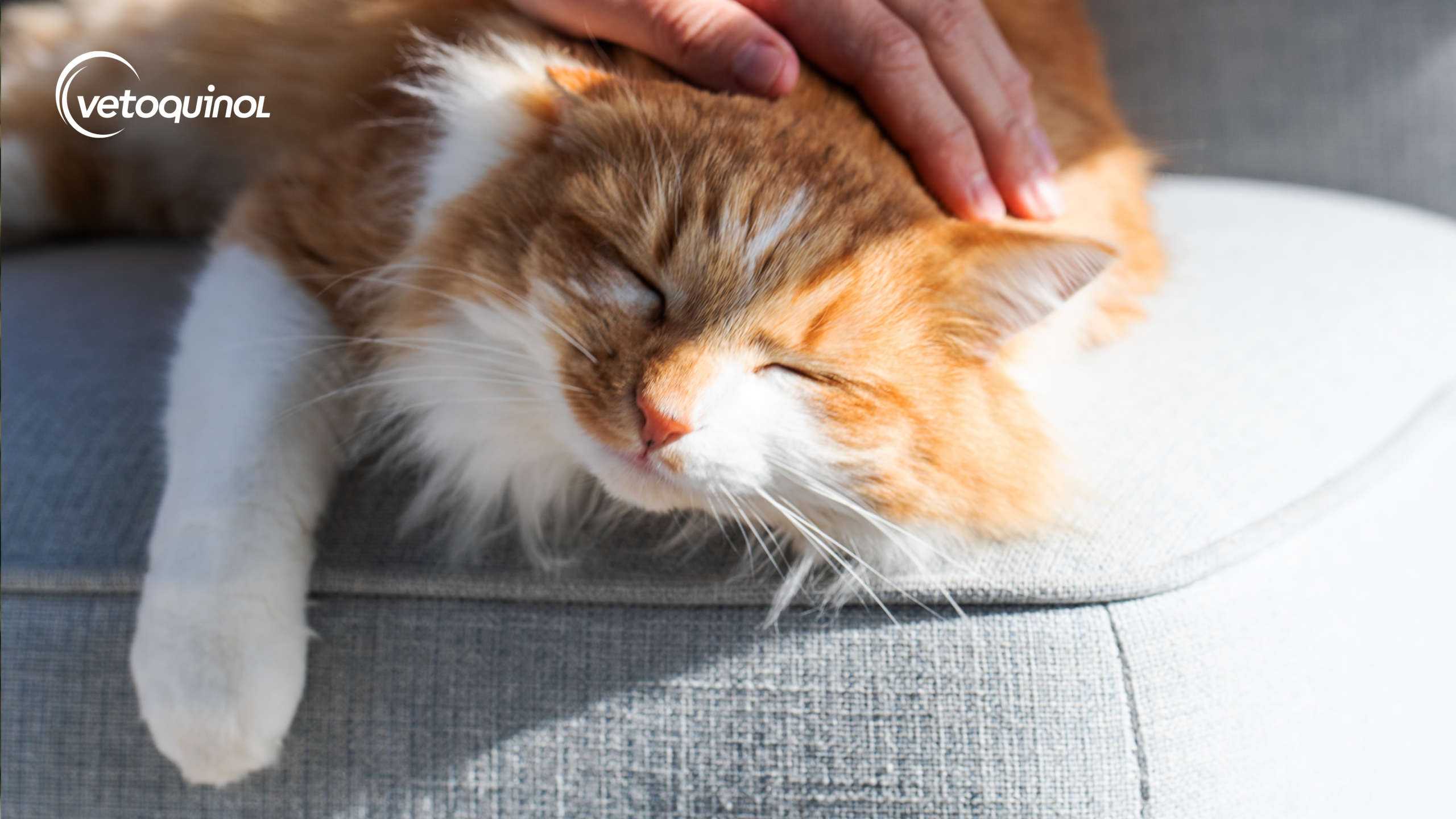 Robaki u kota – przyczyny