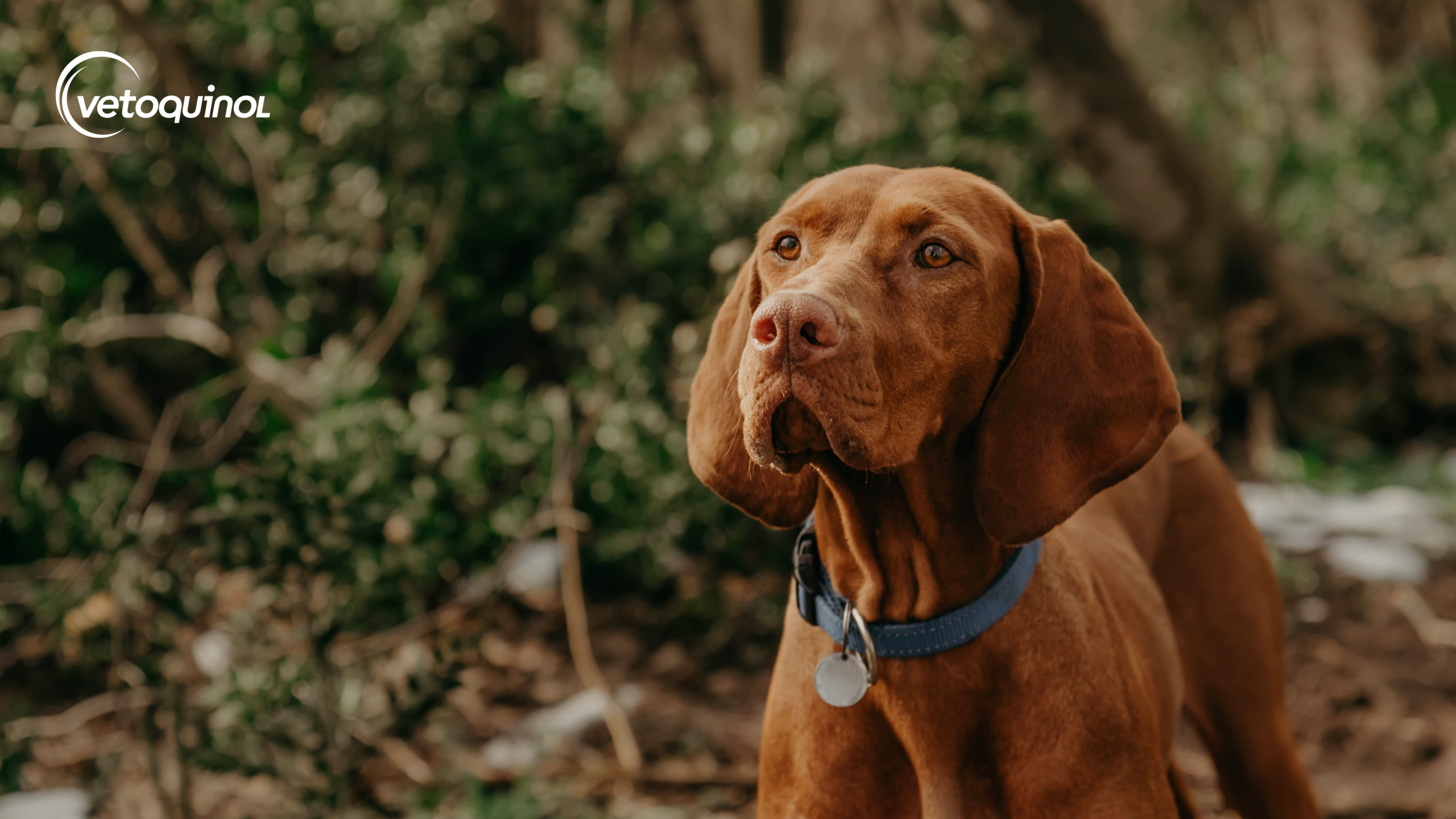 tasiemiec u psa objawy i leczenie