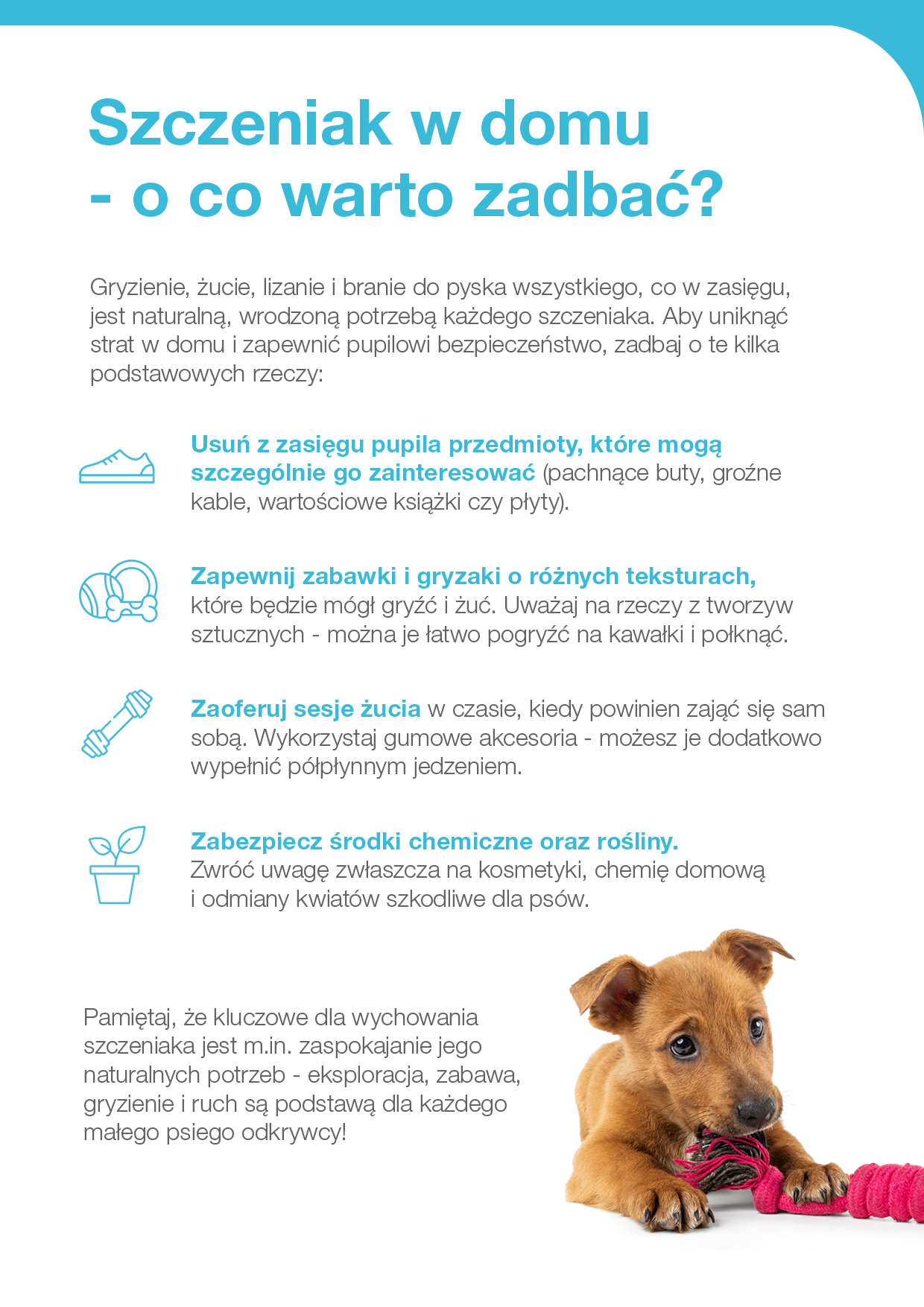 Szczeniak w domu - o co warto zadbać?