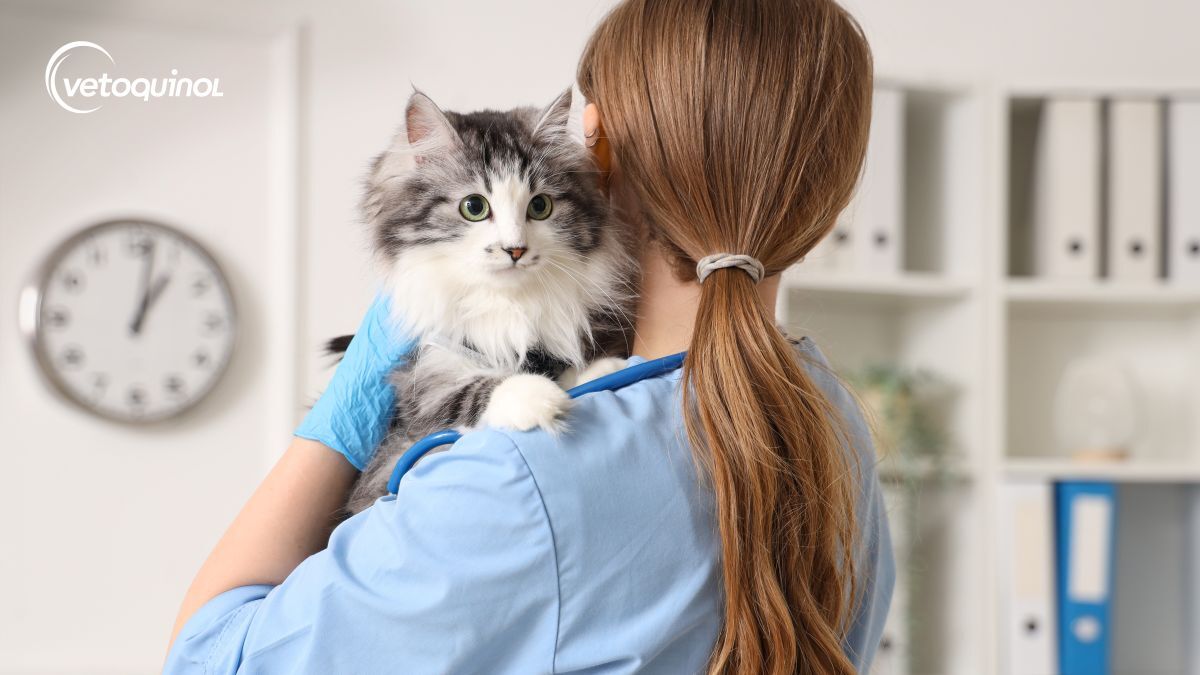 Jak przygotować kota do wizyty u lekarza weterynarii?