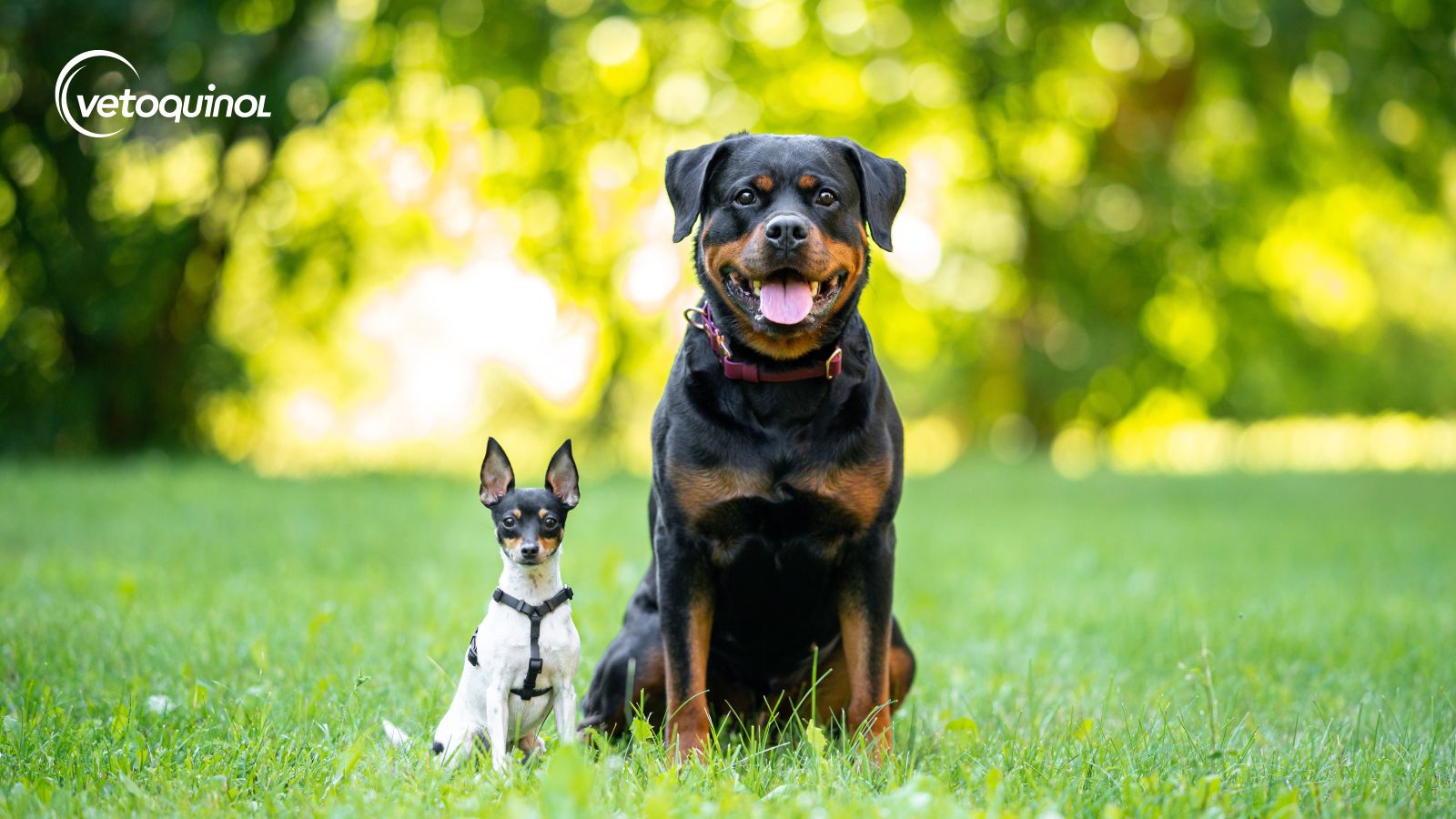 jak obliczyć wiek psa - artykuł