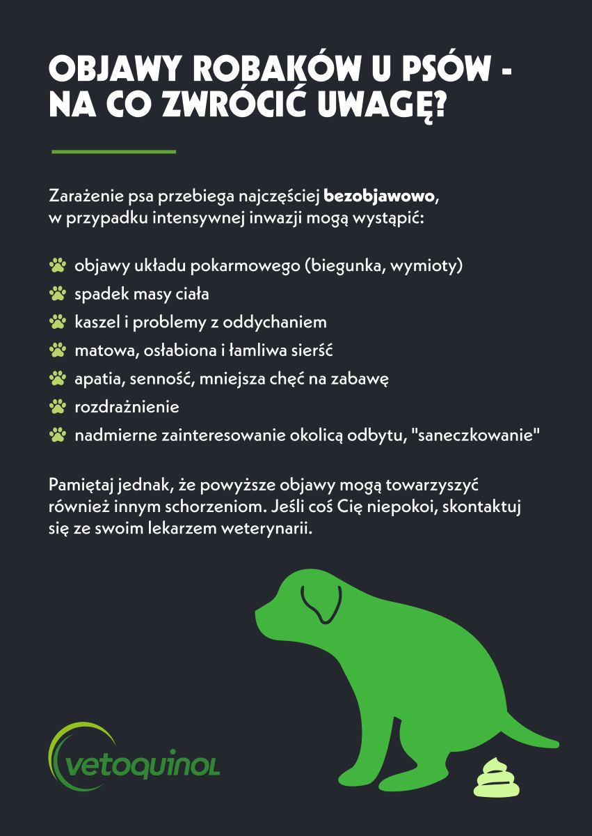 robaki u psa- infografika