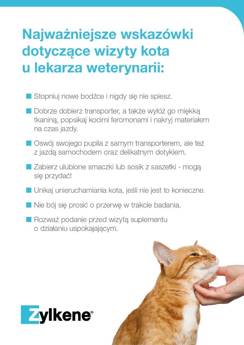 wizyta kota u lekarza - najważniejsze infomracje