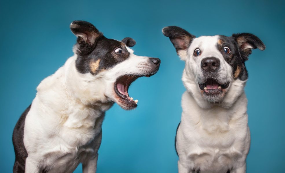 border collie barking with a wide open mouth in a studio shot is border collie barking with a wide open mouth in a studio shot isolated on a blue background